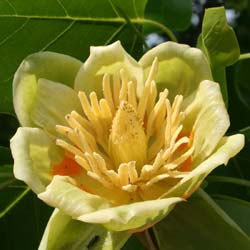 Tulip tree